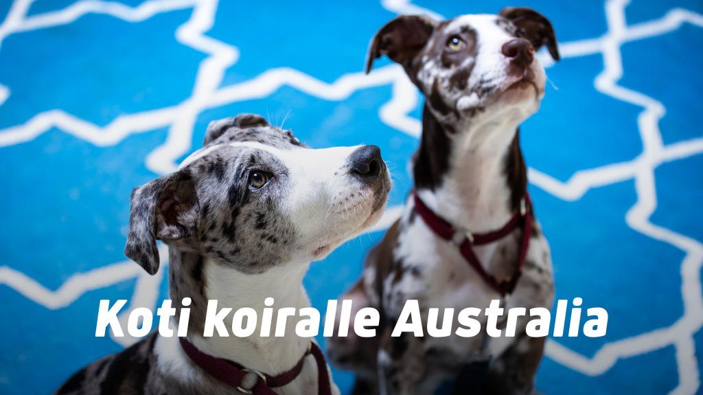 Koti koiralle Australia