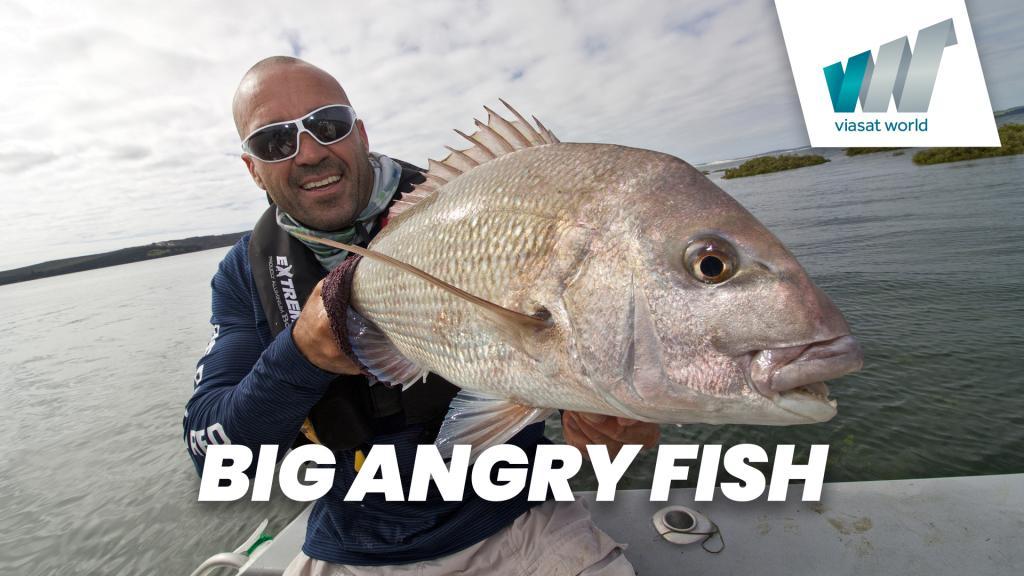 Big Angry Fish